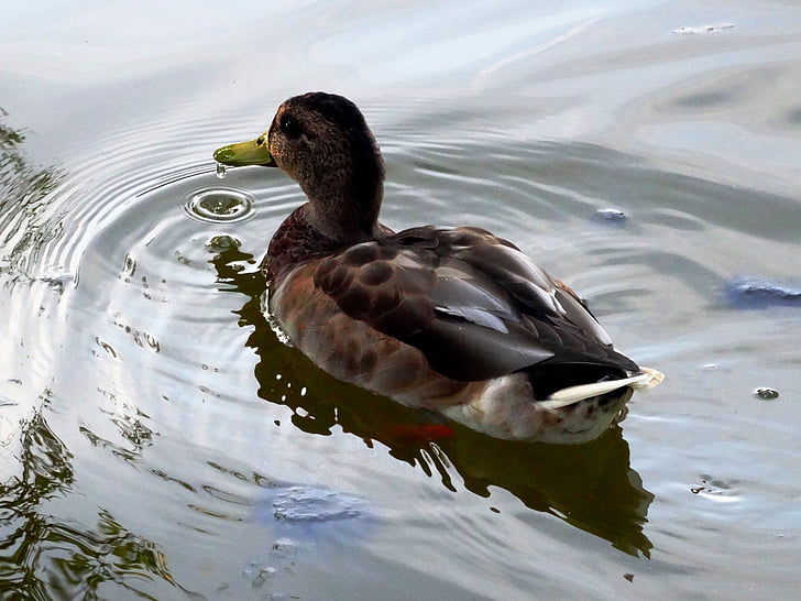 duck, pond, water