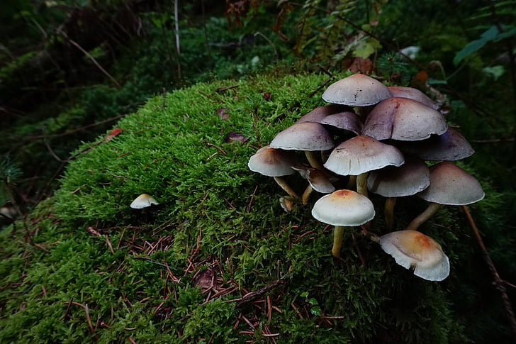 fungo, ciuffi di fungo, teste di zolfo, ceppo di albero, muschio, vegetazione, pavimento della foresta