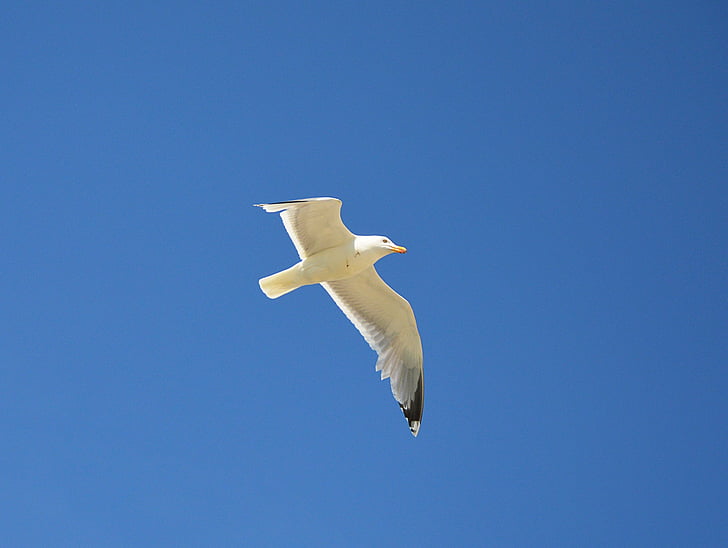 seagull, flight, sky, north sea