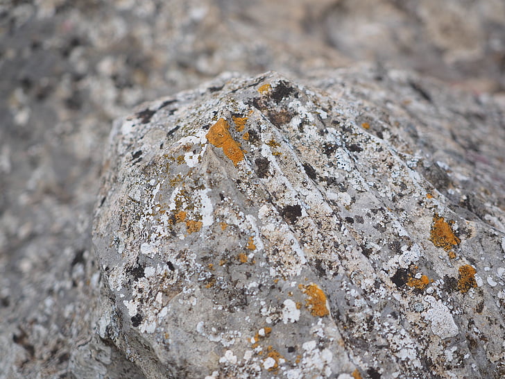 ロック, 石灰岩, 織り, オレンジ, 地衣類, 普通 gelbflechte, xanthoria parietina