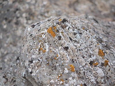 Rock, kalkstein, veve, oransje, lav, vanlig gelbflechte, xanthoria parietina