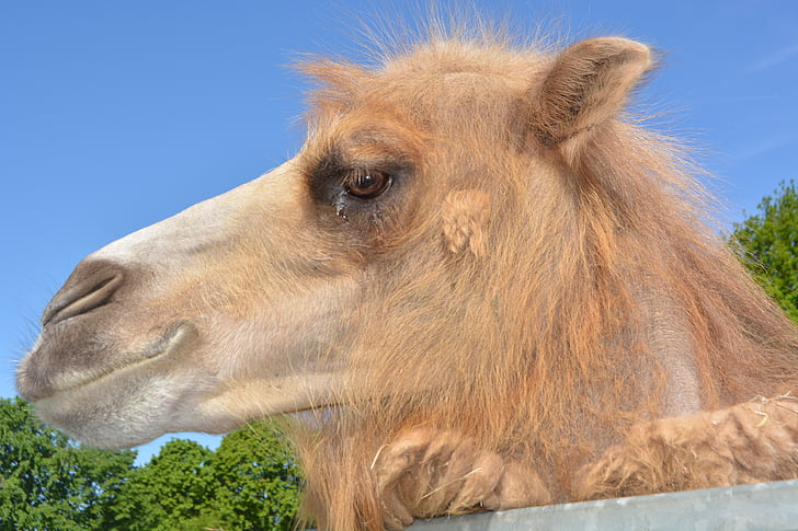 Free photo: dromeda, camel, zoo, hump, paarhufer, beast of burden, animal |  Hippopx