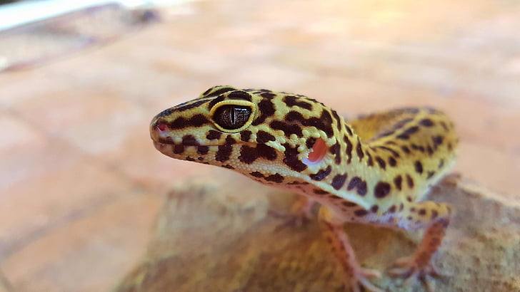Leopard, Gecko, øye, kjæledyr, gul, hvit, rosa