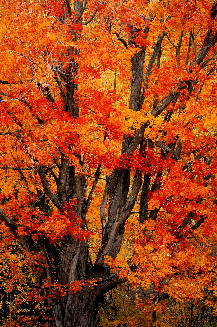 strom, podzim, Barva, listoví, oranžová, červená, října
