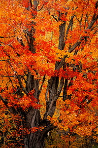 tree, autumn, color, foliage, orange, red, october