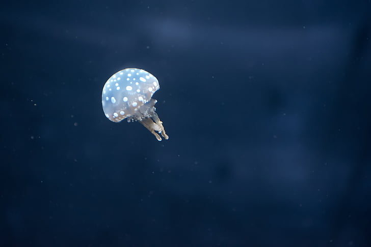 alatt Pairi, medúza, mini, kis, víz, tenger, slithery