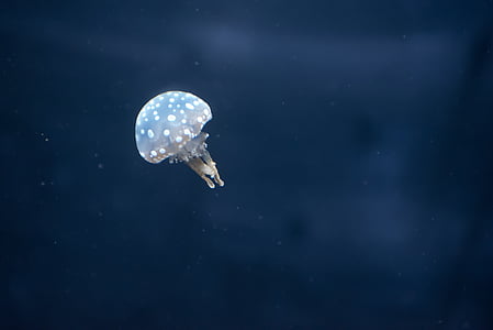 Pairi daiza, meduse, Mini, piccolo, acqua, mare, striscianti