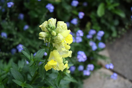 blomst, løvemund, gul, lyse gule, plante
