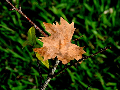 nature, green, flying, flower, leaf, autumn, season