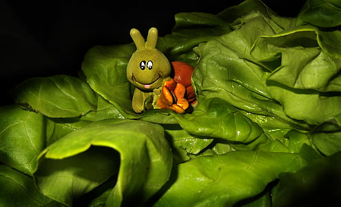 frunză de salată verde, Caterpillar, animale, salata, natura, decor