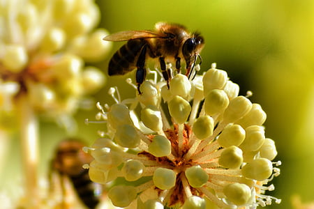 곤충, 꿀벌, 꽃, 꽃, 블 룸, 하얀, 흰 꽃
