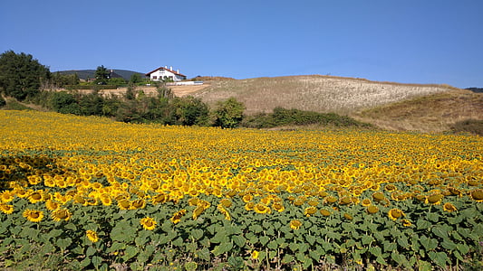 tournesol, champ de tournesols, Navarre, jaune, floral
