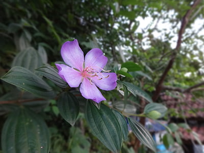 Hoa, Lilac, Thiên nhiên, Hoa