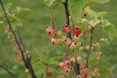 currant, red, red currant, berries, fruit, garden currant, bush