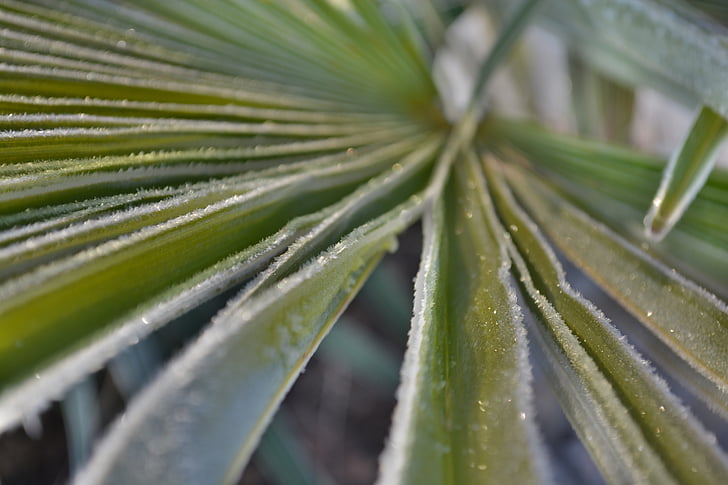 Palm, Frost, talvel