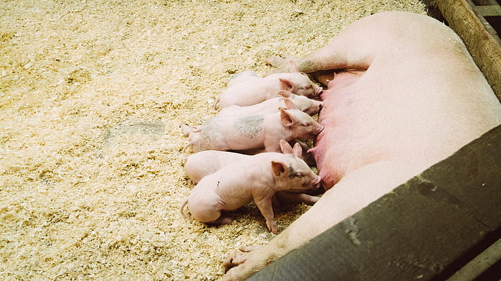 pigs, piglets, eating, feeding, farm, pit