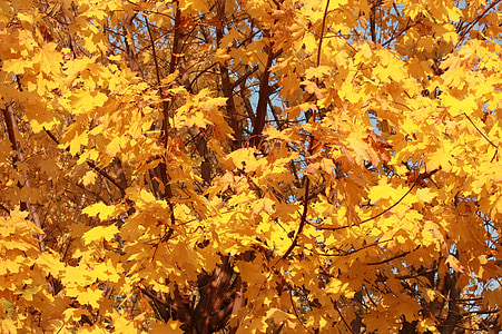 golden autumn, golden maple, listopad
