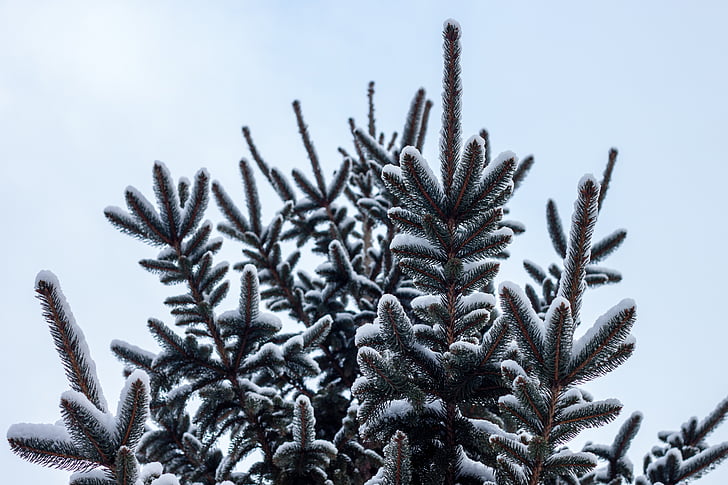 kalla, barrträd, snö, träd, vinter, Frost, jul