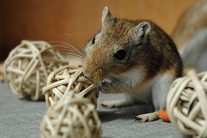 domestic animal, rodent, gerbil, games