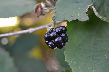 berry, blackberry, nature, fruit, fruits, vitamins, eat