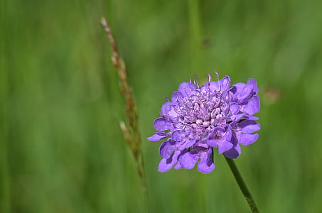 bidang scabious, tanaman, ungu, menunjuk bunga, ungu, kardengewaechs, jahit kisselchen