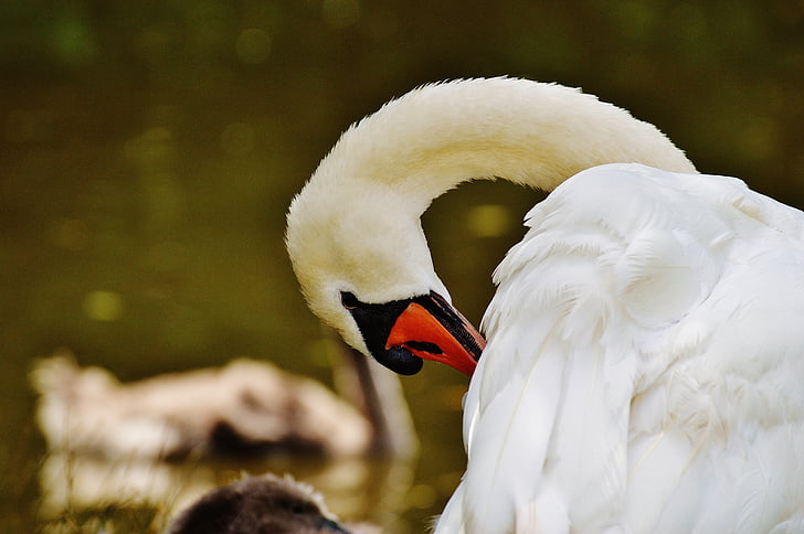 Swan, hvit, fuglen, vann, hvite svane, vann fugl, dyr