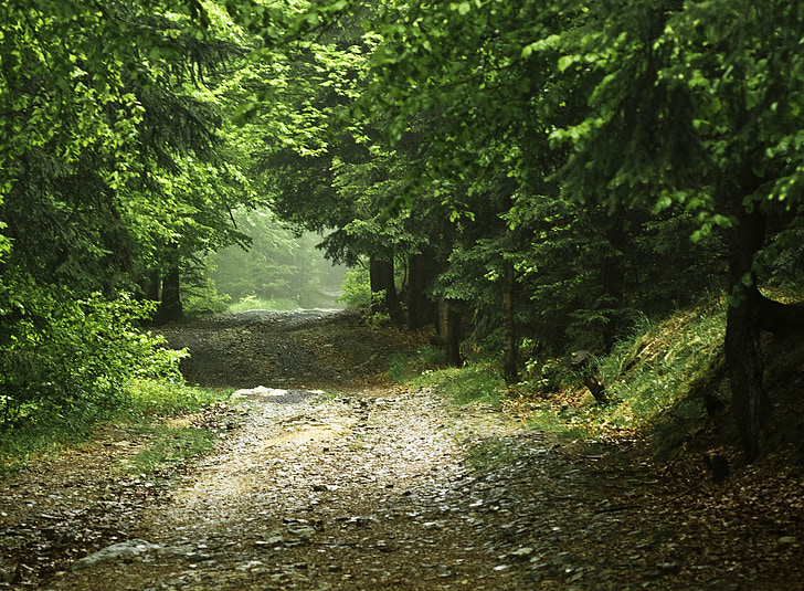 Šuma Forest-the-road-in-the-forest-way-green-preview