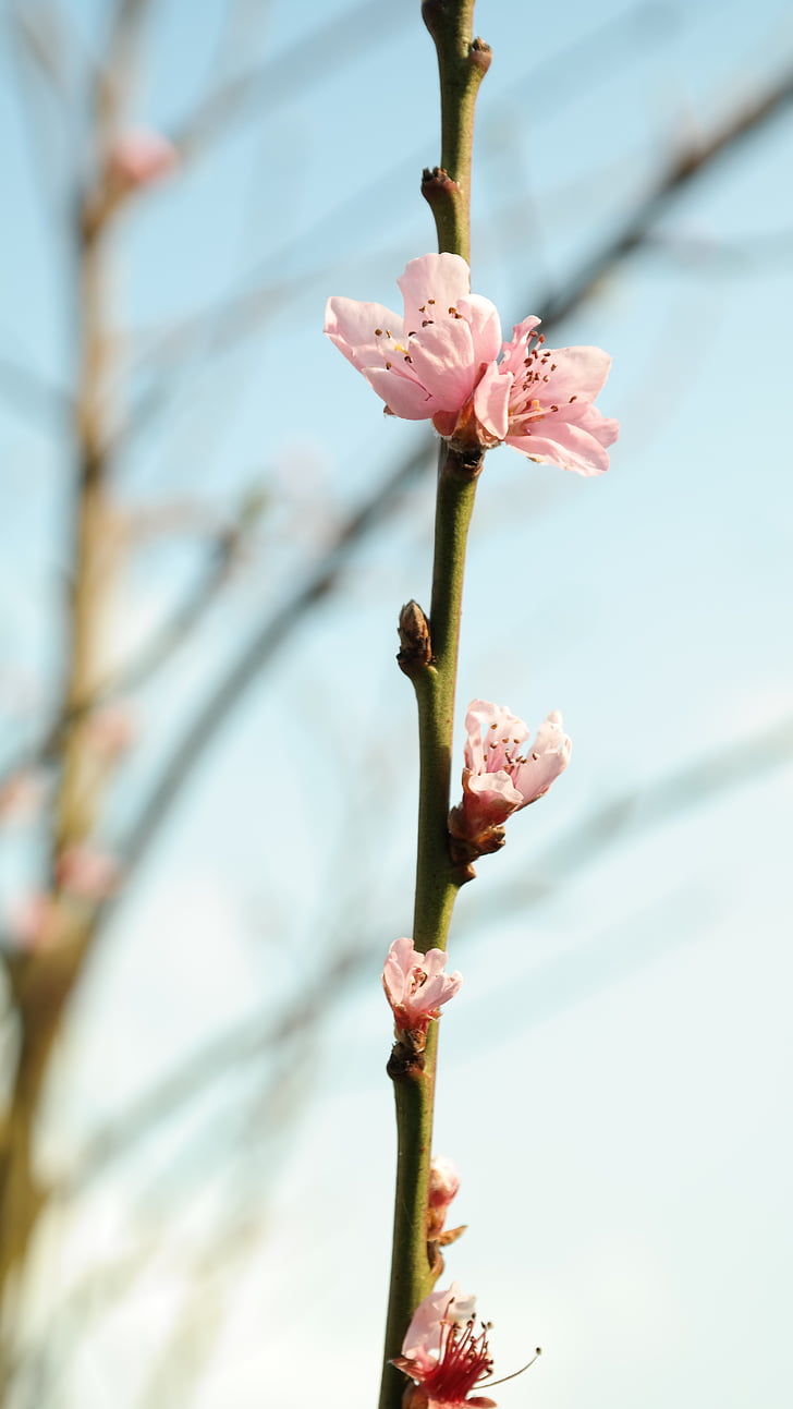Blossom, Bloom, bud, rózsaszín, őszibarackfa, természet, tavaszi