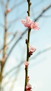 Blossom, Bloom, Bud, vaaleanpunainen, persikka puu, Luonto, kevään