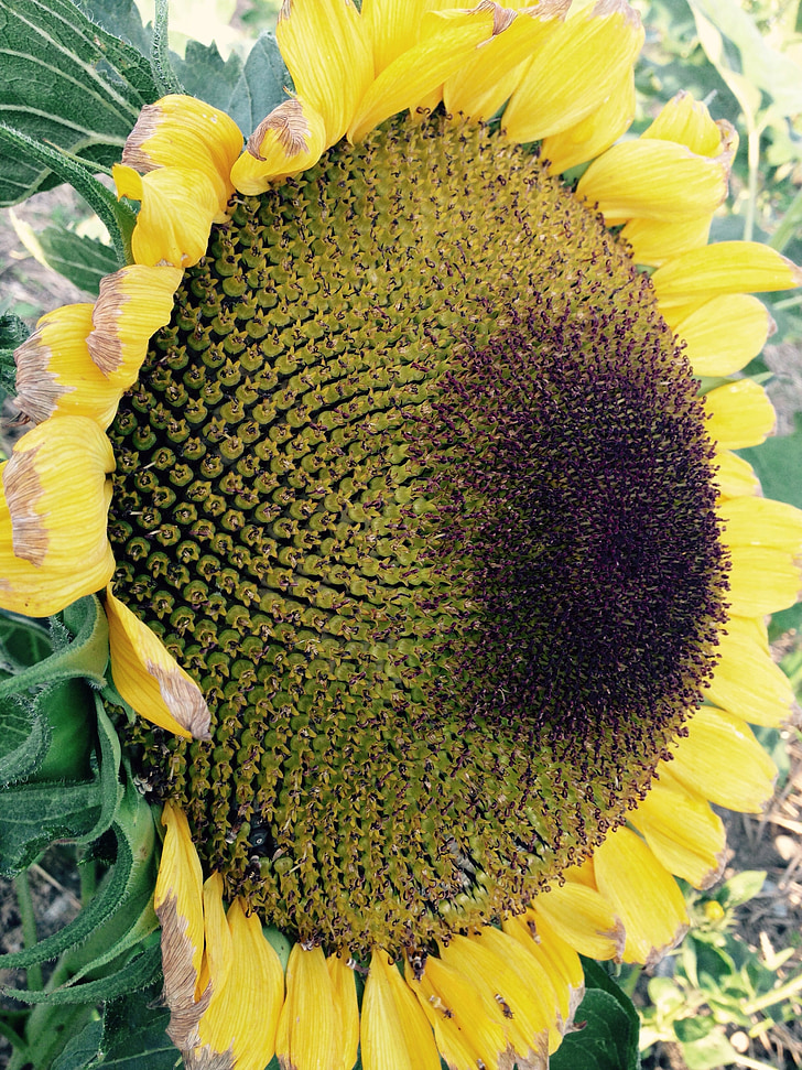Sun flower, léto, žlutá, květ, podzim, sklizeň, olej