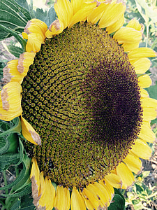 bunga matahari, musim panas, kuning, bunga, musim gugur, panen, minyak
