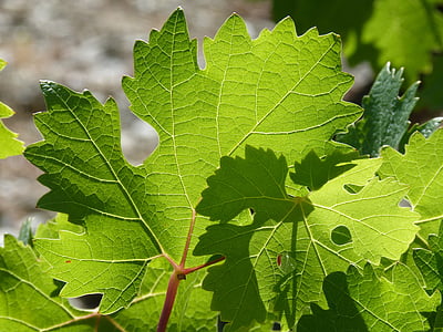 liście winogron, Parra, grę światła, Blaski i cienie, winorośli, zielony