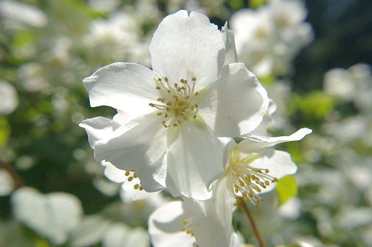 Mandžurijski grm, cvet, bela, sonce, Flora, cvetlični, narave