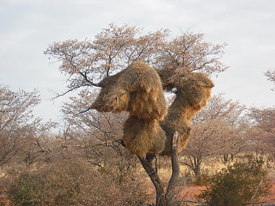 baobab, african, tree