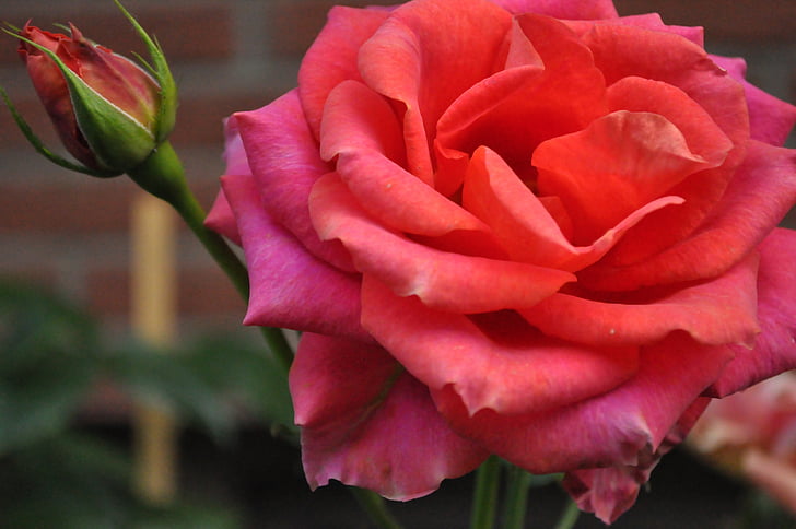 mawar mekar, merah muda, bunga, Taman mawar, Pink petal