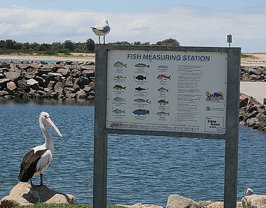 Pelikan, ptak, Mewa, Australia, morze, Ocean, wędkowanie