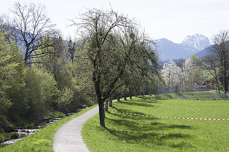 mùa xuân, ánh nắng mặt trời, có thể, dãy núi, Wendelstein, Bach, cây