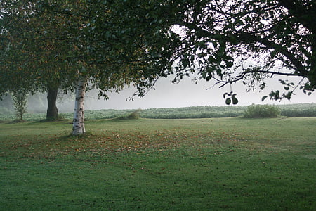 paisagem, plano de fundo, gramado, árvores, Prado, campo, névoa
