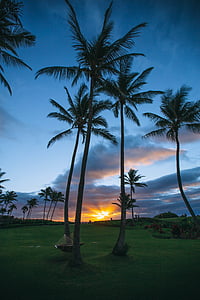 pláž, modrá obloha, mraky, kokos, kokosové palmy, exotické, tráva