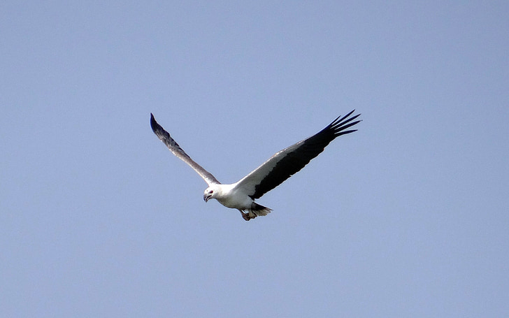 Sea eagle, vultur, cu burta alb, păsări răpitoare, pasăre, faunei sălbatice, zbor