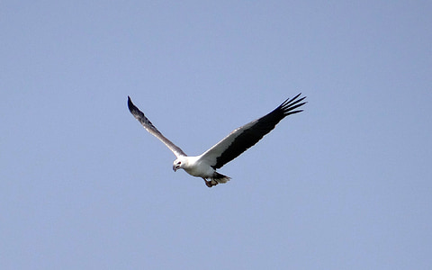 Águia de mar, Eagle, -de-barriga-branca, Raptor, pássaro, vida selvagem, voando