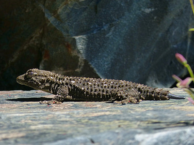 gecko, dragon, reptile, rock, texture