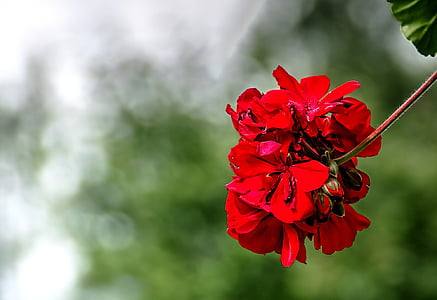 kvet, červená, letné, Príroda, vonku, Falun, Švédsko