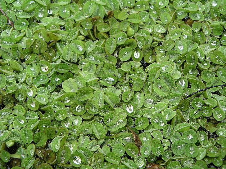 plants, leaves, ground cover, green, growth, nature, rain drops