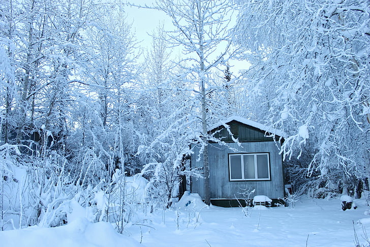 woods, house, white, winter, cold, snow, ice