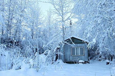 gozd, hiša, bela, pozimi, hladno, sneg, LED