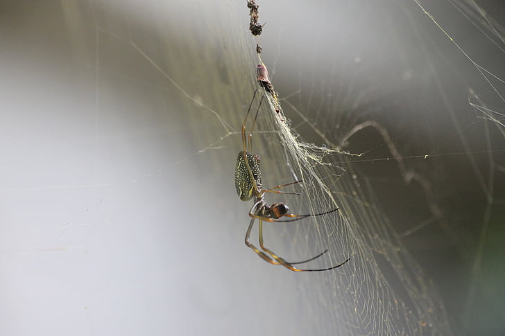 Spinne, Insekt, Natur, Arachnid, Tierwelt, Spinnennetz, Spinnennetz