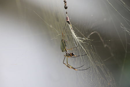 edderkopp, insekt, natur, arachnid, dyreliv, spindelvev, edderkoppspinn