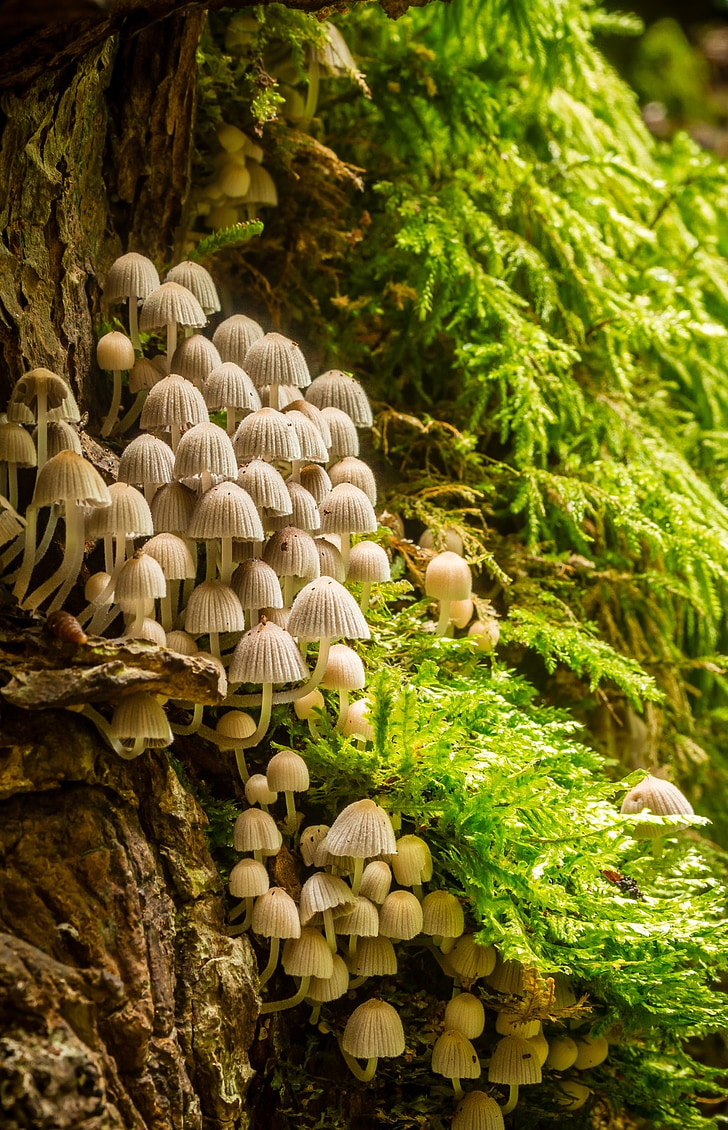 mushrooms, mushroom colony, tender, small, many, moss, tribe