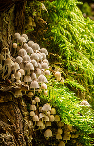 грибы, колонии грибов, тендер, маленький, Многие, Мосс, племя
